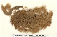 藏品(白齒泥炭苔)的圖片